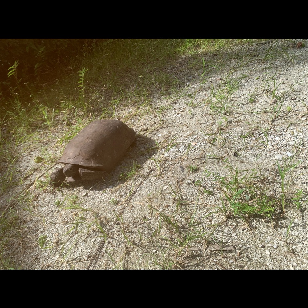 Meet your Posher, Casey